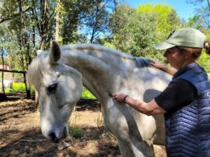 Alexandra Fleck, kinésithérapeute équin, effectue une séance de fasciathérapie sur un cheval