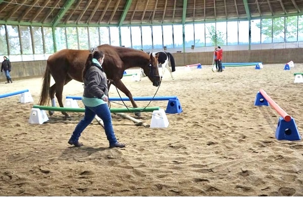 Exercices proprioceptifs pour le cheval par Alexandra Fleck