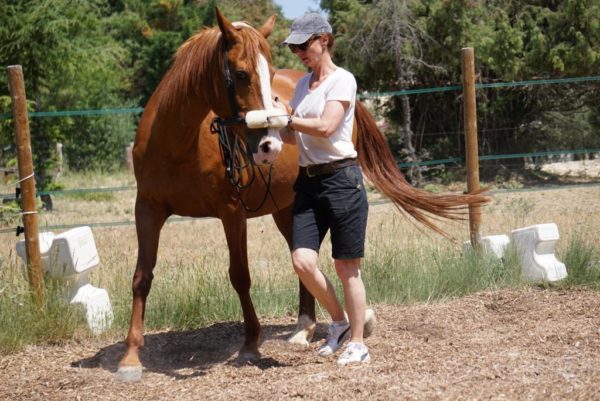 La fasciathérapie est un excellent moyen de protéger le dos d'un cheval