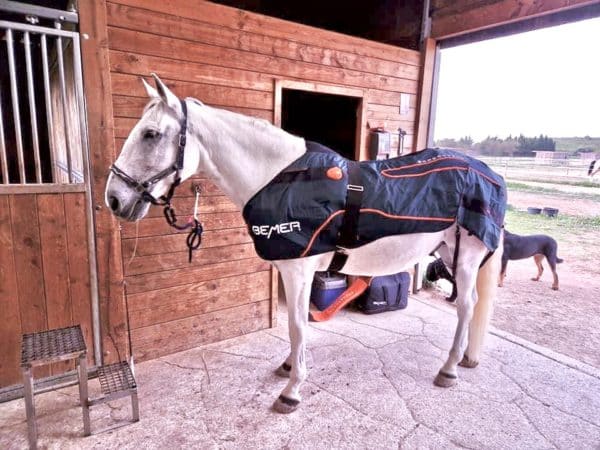 La toux chronique chez le cheval peut être traitée par la fasciathérapie